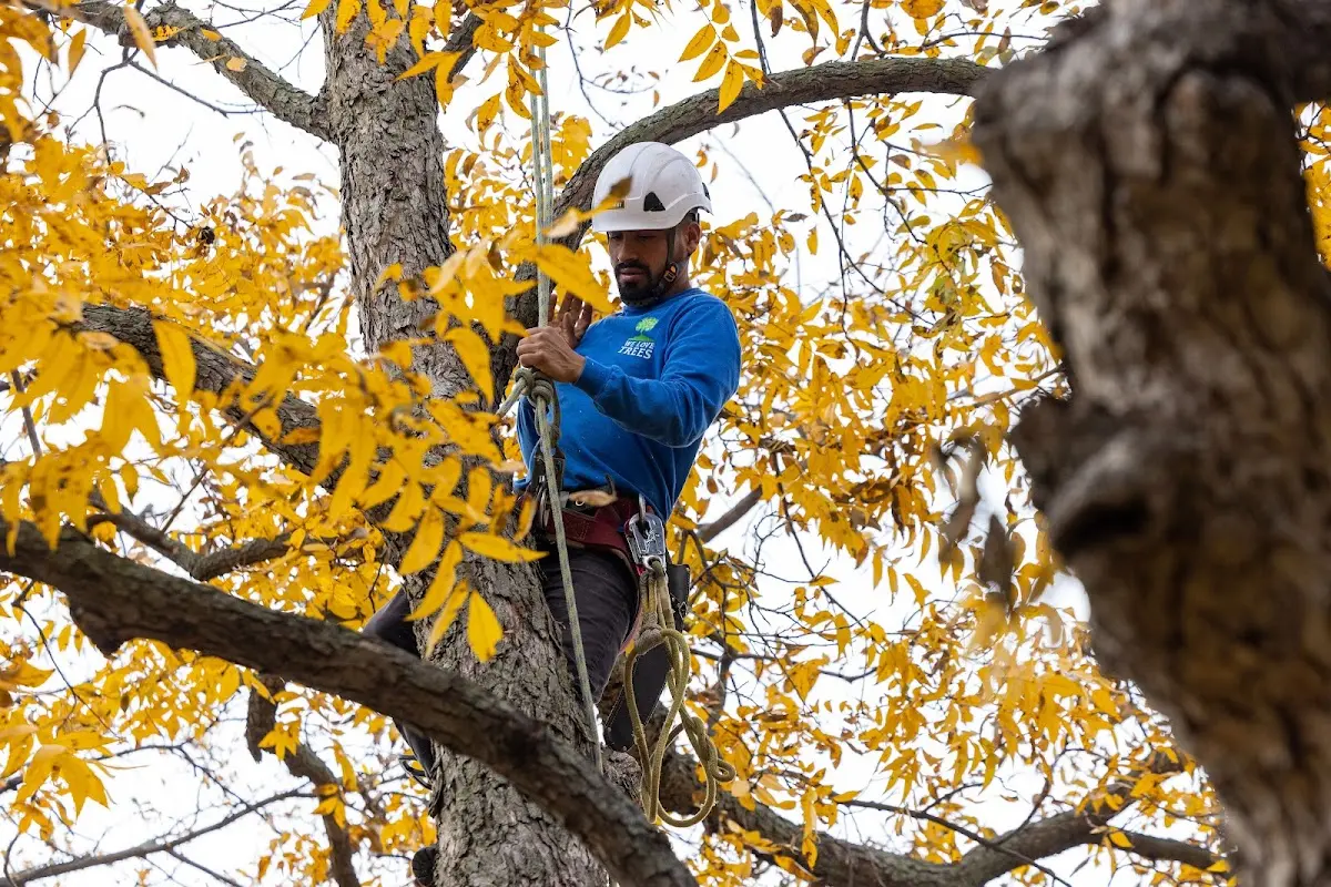 Skilled Tree Trimming crew working in Hatfield