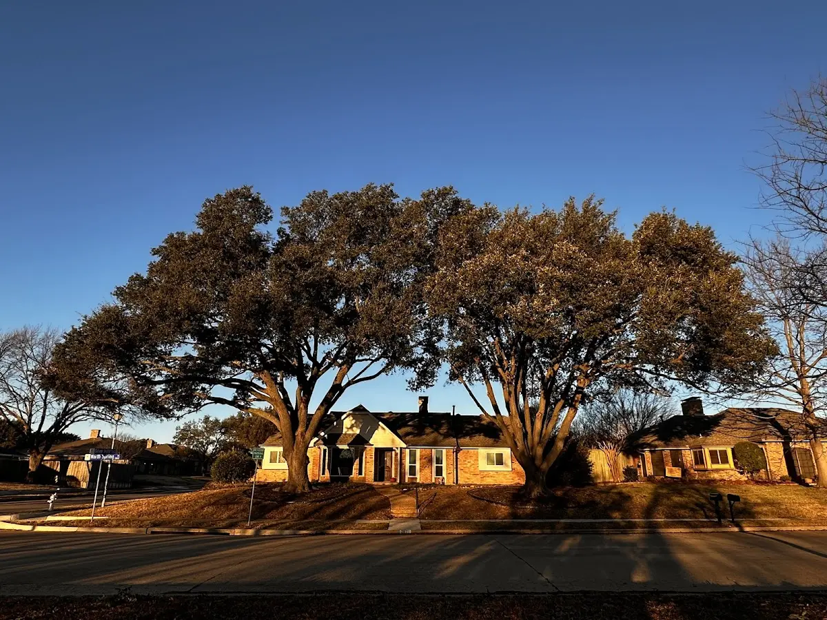 Established residential canopy tree shading a home in Hatfield
